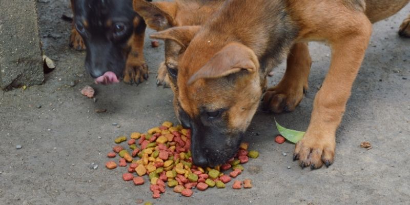 Volunteers feeding dogs in a shelter, reflecting the exhaustion and reality of rescuing dogs