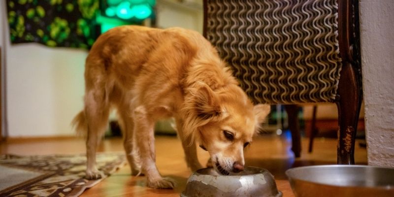 A dog eating hypoallergenic food from a bowl
