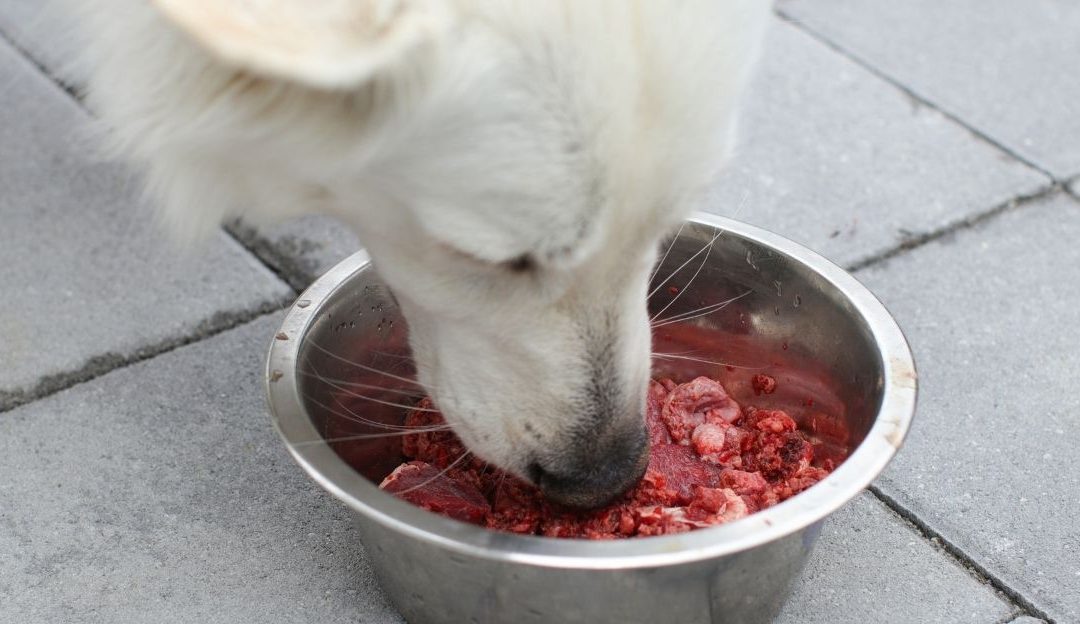 What Is Better for a Dog, Steaks or Organ Meats?