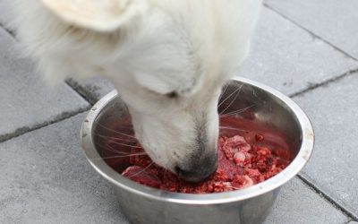 What Is Better for a Dog, Steaks or Organ Meats?