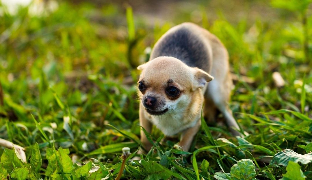 The Dog Growls When Someone Tries to Pick It Up: Is Growling a Sign of Aggression — or a Cry for Safety?