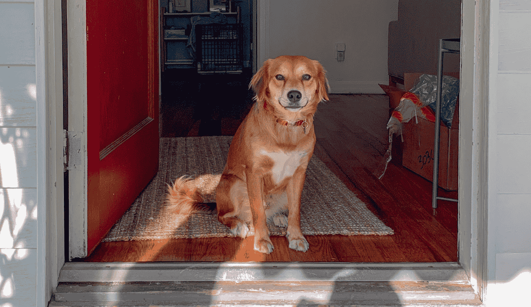A dog standing freely without a leash observing its surroundings illustrating a healthy emotional bond