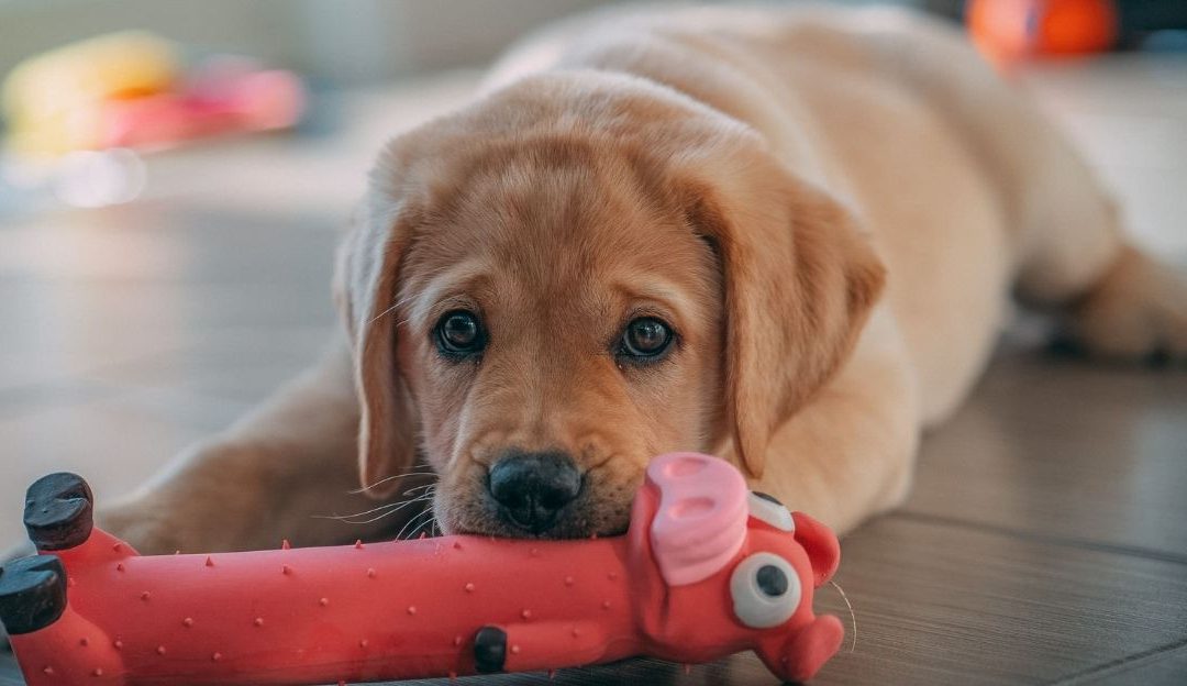 Dogs and Consumerism: When Love Becomes a Commodity