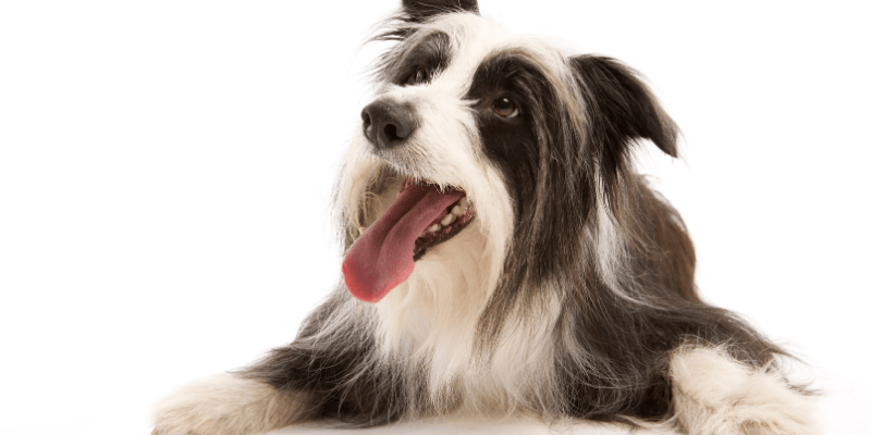 A calm dog with healthy teeth and a relaxed expression, illustrating holistic health with teeth cleaning in dogs