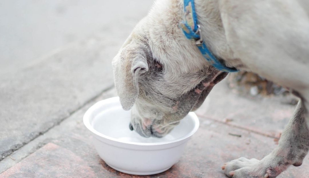 A dog drinking water from a white ceramic bowl in a kitchen, illustrating what kind of water should dogs drink