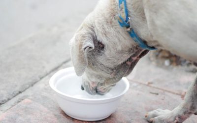 What Kind of Water Should Dogs Drink?
