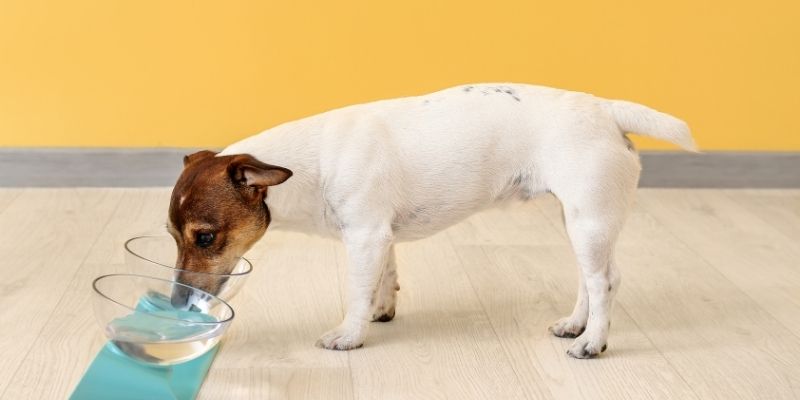 A dog drinking fresh water from a glass bowl, illustrating what kind of water should dogs drink