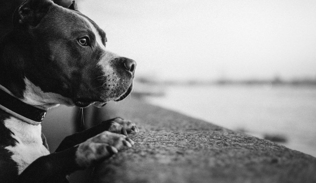 A soulful black and white portrait of a Pit Bull, symbolizing the myth of genetic evil in rescuing dogs