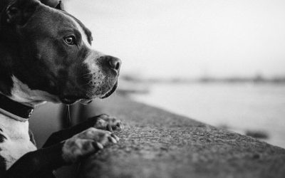 The Genetics of Evil: A Myth That Destroys Both Humans and Dogs