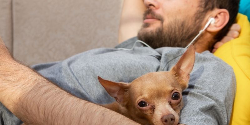 A dog lying next to a person in silence, reflecting the emotional mirror in rescuing dogs