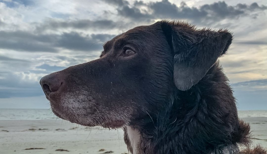 Sterilization and Castration: Control, Trauma, or Respect for Life?