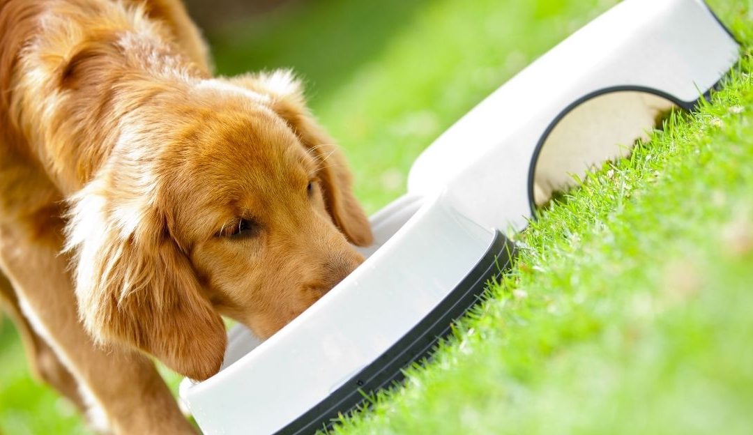 Copper Toxicity and the Magnesium Deficiency Epidemic in Dogs