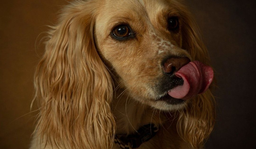 A Dog’s Stuffy Nose – Causes and Natural Remedies