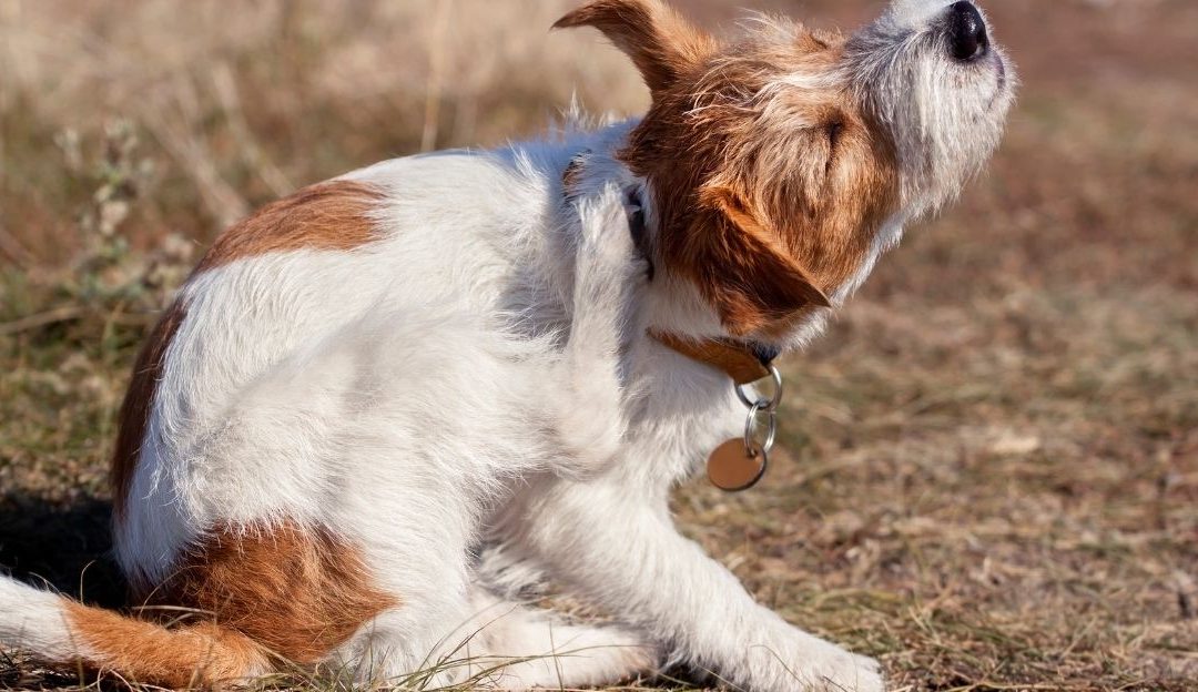 A dog scratching due to an allergy to kibble and industrial food
