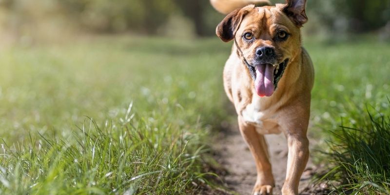A dog running through nature, symbolizing freedom and the core question of sterilization and castration