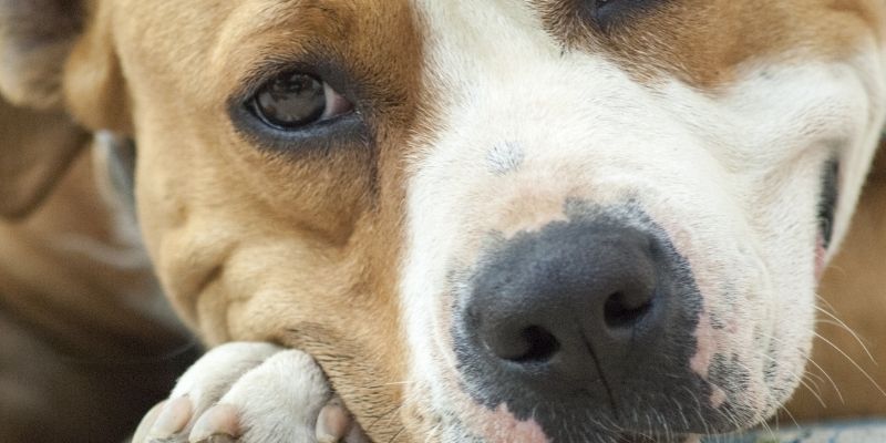 A close-up portrait of a Staffordshire Terrier with a look that symbolizes injustice and prejudice against rescuing dogs of certain breeds
