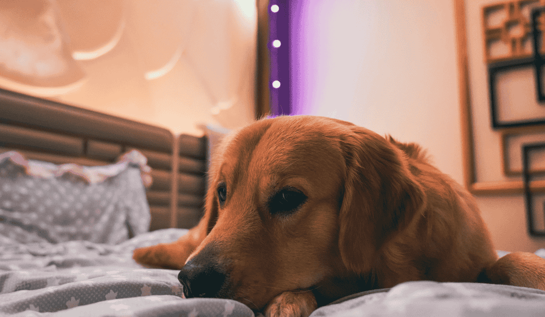 An owner correctly calming a dog afraid of firecrackers by remaining a steady and quiet presence