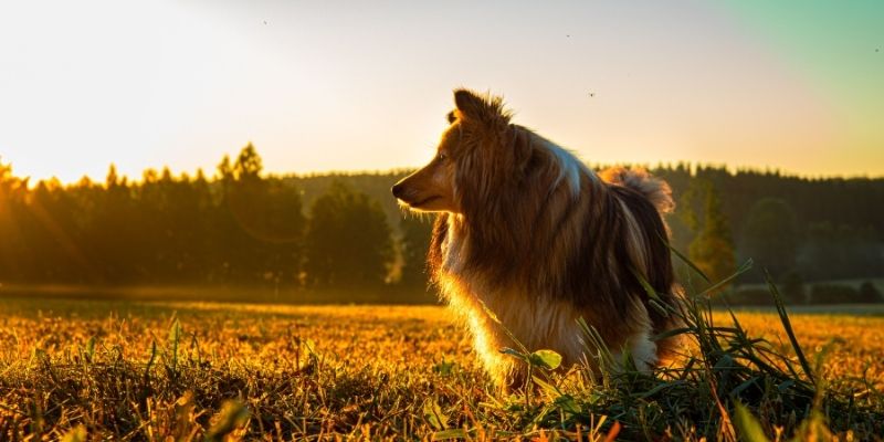 A dog running freely in golden sunset light, a symbol of release and healing from dog childhood trauma