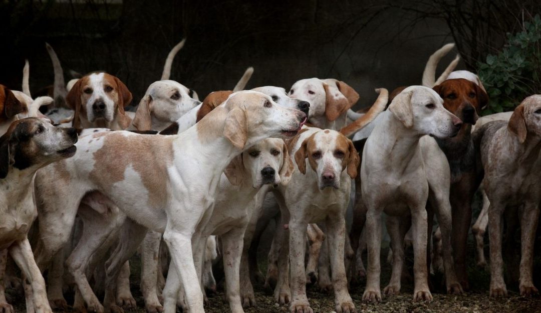 Rescuing Dogs: Love, Control, or Self-Destruction?