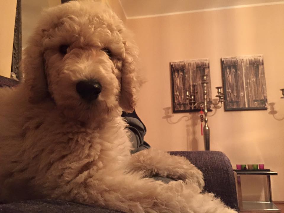 Titto the dog lying on a bed – representing rest, trust, and a sense of security at home