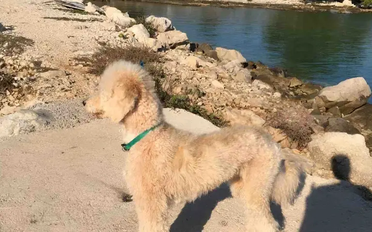 Titto the dog in nature by the water – symbolizing serenity, balance, and connection with nature