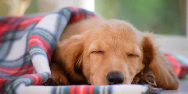 An owner correctly calming a dog afraid of firecrackers by remaining a steady and quiet presence