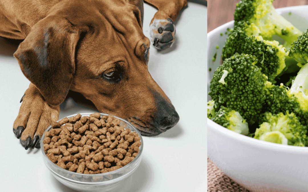 Should You Give Broccoli to Dogs Who Already Eat Cooked Food?