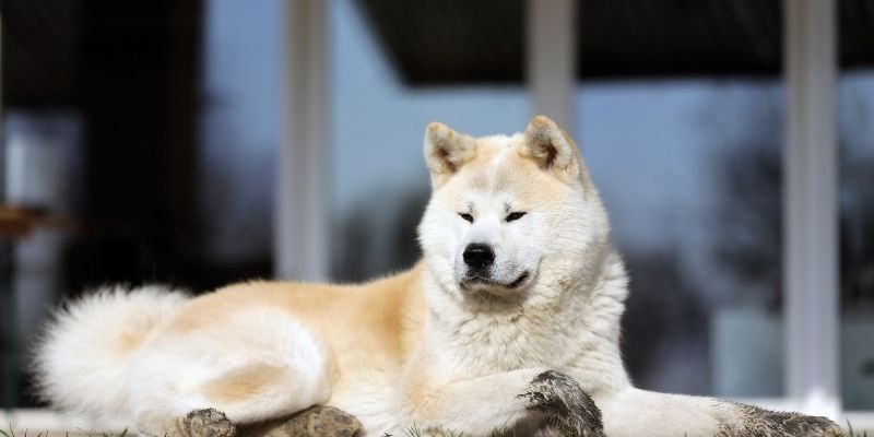 Hachiko sitting at the train station waiting for his owner, a symbol of devotion in the third wave of dog evolution