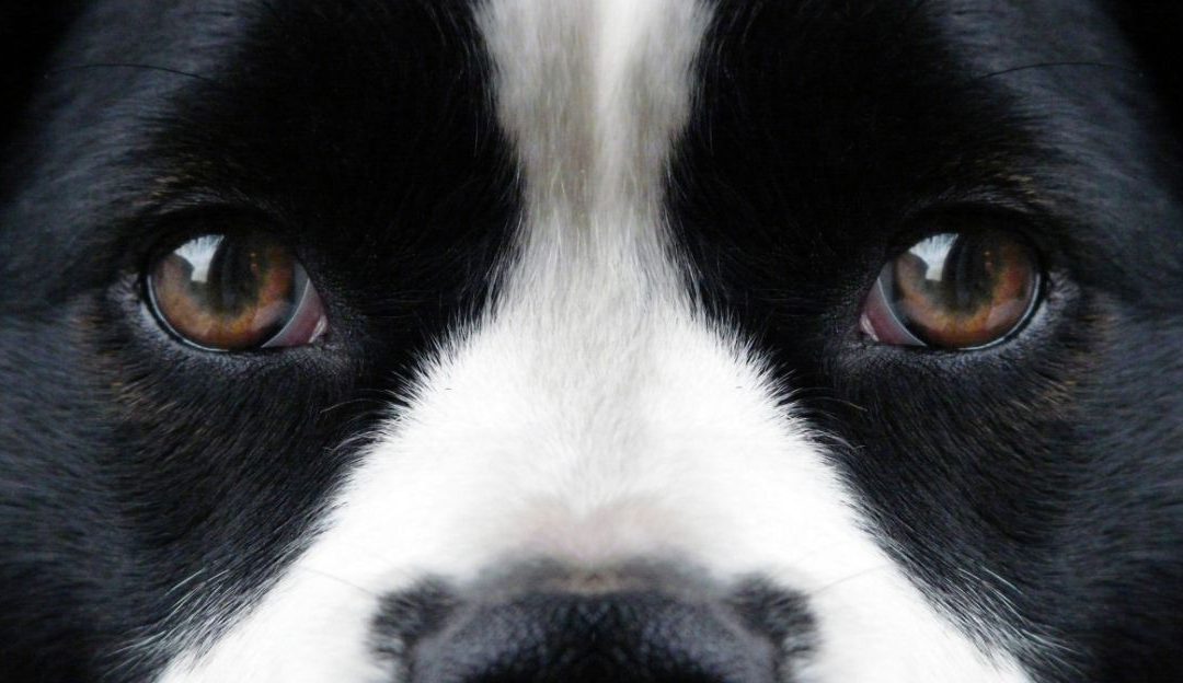 Dogs and the culture of conflict in relationships reflecting their deep emotional bond