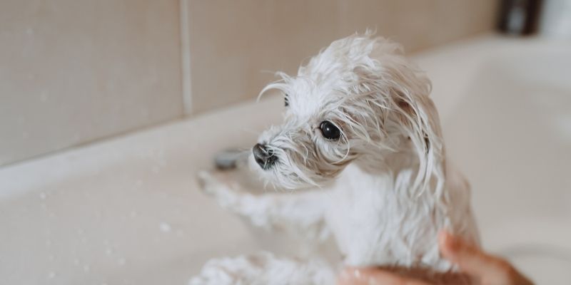 How often to bathe and brush dogs: proper grooming technique