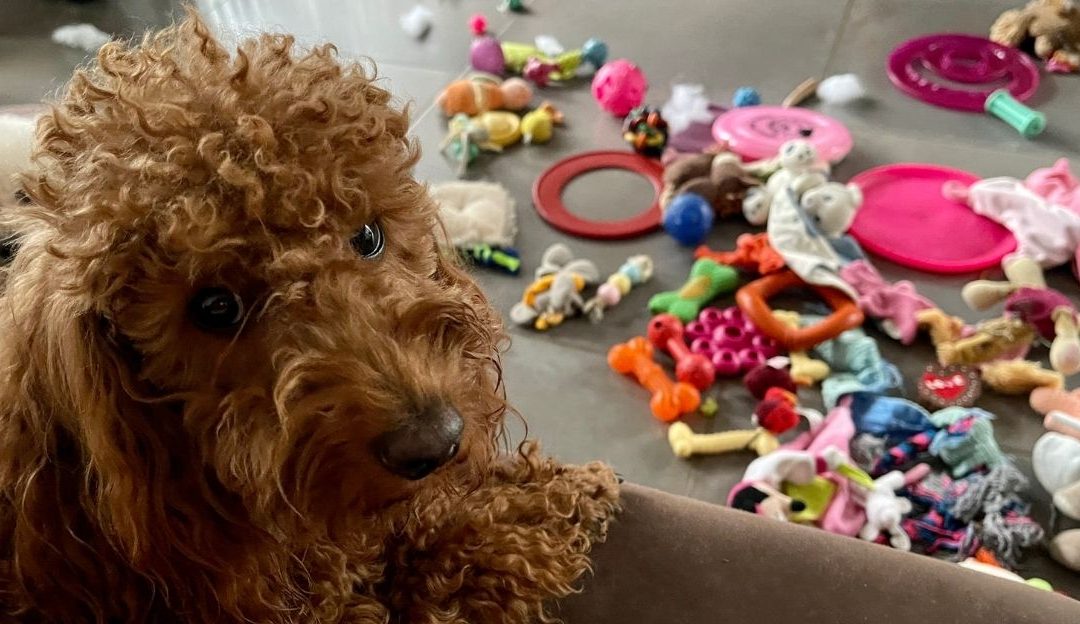 Buying a Dog’s Attention: Why It Distances Owners from True Connection