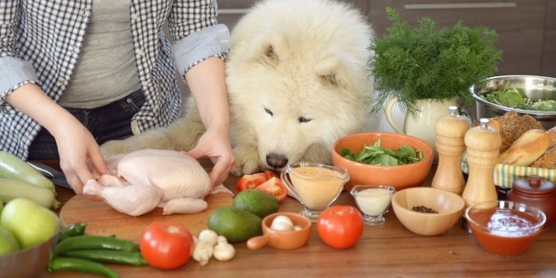 An owner preparing homemade food for their dog as an act of love and presence