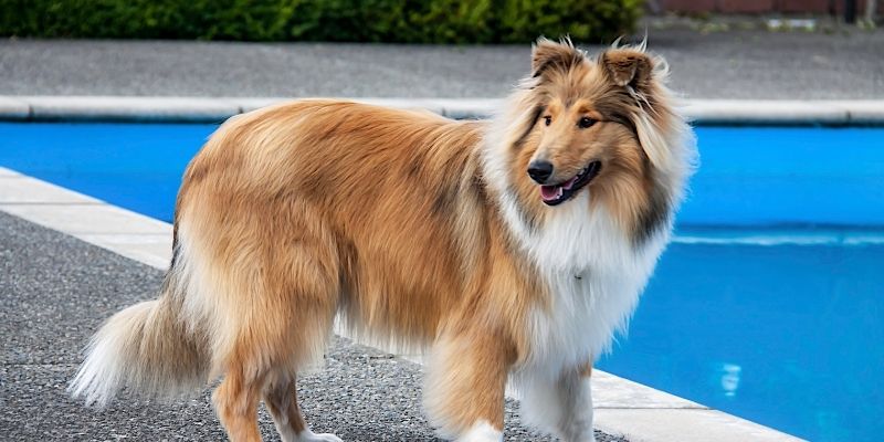 Lassie the dog crossing hills and rivers to return to her owner, a symbol of the third wave of dog evolution and belonging