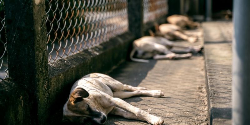 Dogs in a shelter in a cold kennel behind bars reflecting the crisis of dogs in shelters nutrition