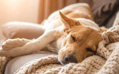 Urinary Incontinence in Dogs: Natural Support and Care