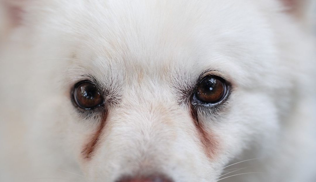 Red tears in dogs caused by stress and bacterial imbalance