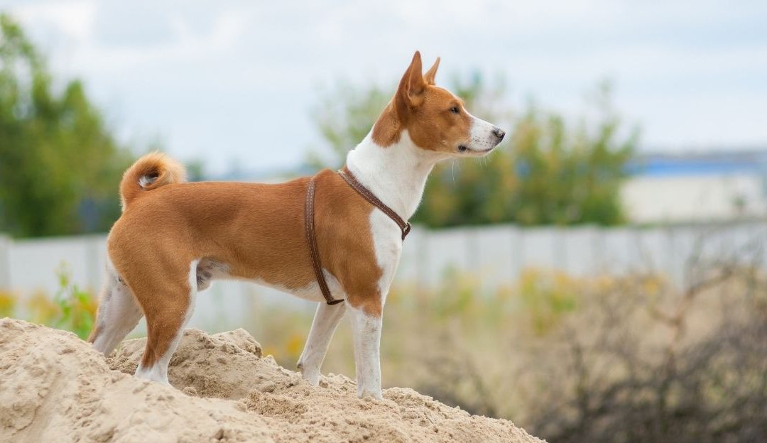 A human hand and a dog paw in a moment of parting with a dog and deep connection