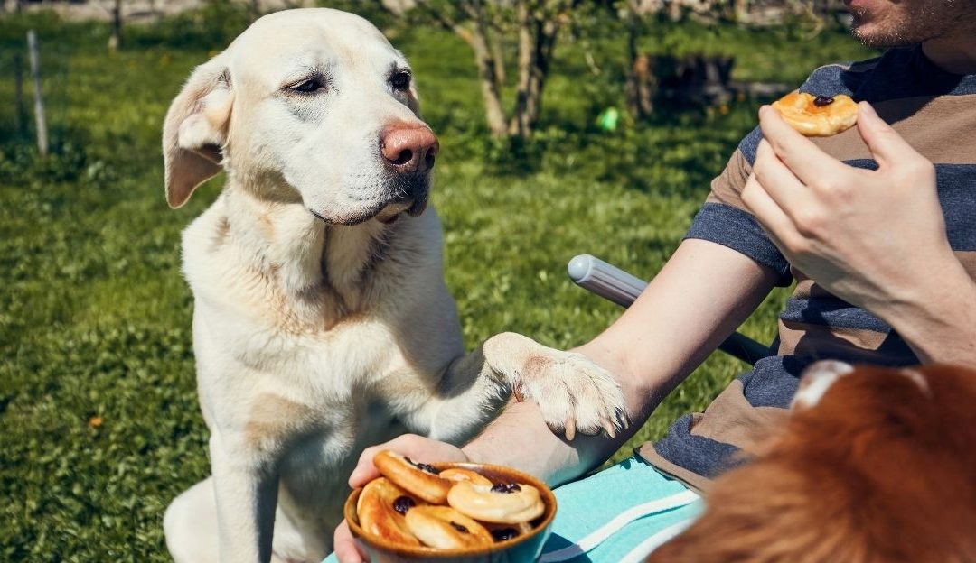 A dog eating from a bowl representing the natural biological rhythm of hunger in dogs