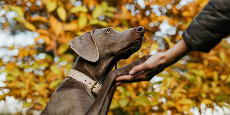 A dog looking at its owner with trust, symbolizing the deep emotional bond and anthropomorphism in modern relationships