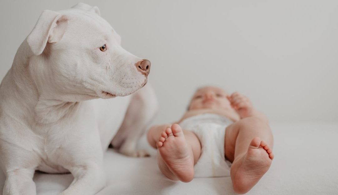 The Dog and Childhood Trauma: When Love Hurts in Silence