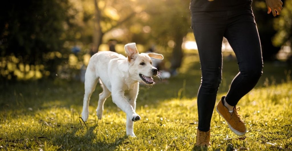Owner and dog in a moment of presence and connection, contrasting with buying a dog’s attention