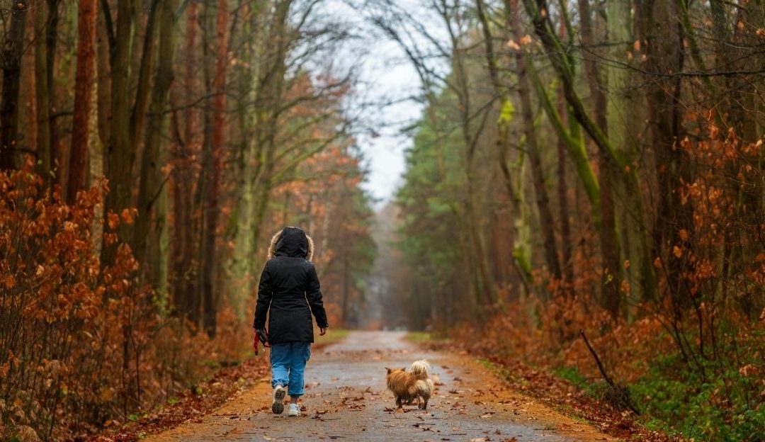 The Order of Harmony: When a Dog Becomes the Voice of the Soul We Did Not Hear