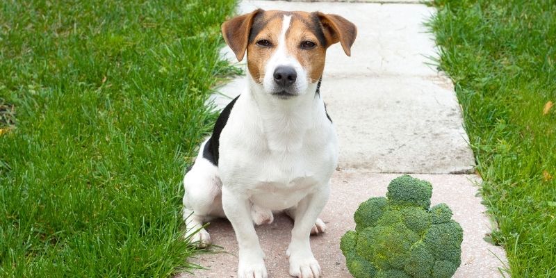 A dog eating cooked broccoli, illustrating a safe and nutritionally rich snack with broccoli to dogs