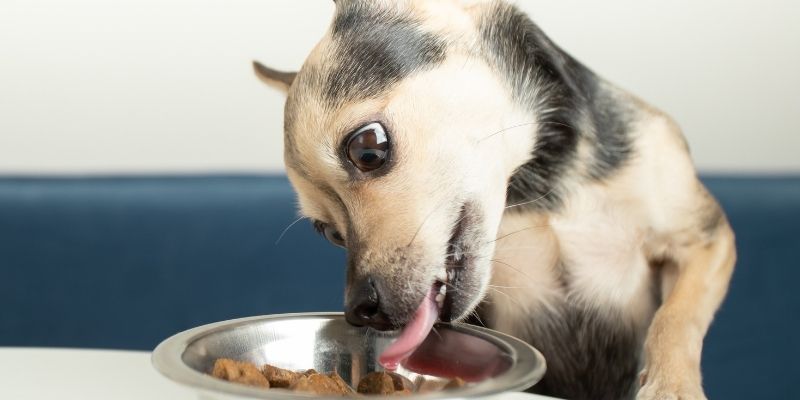 A dog eating from a bowl representing the natural biological rhythm of hunger in dogs
