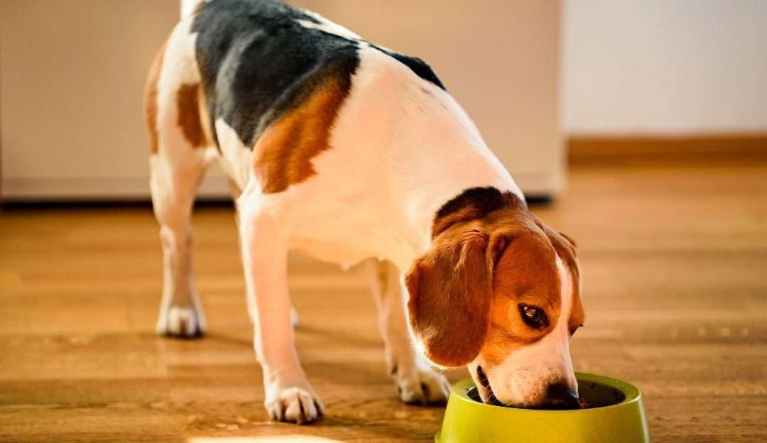 Can Dogs Eat Sardines? A Natural Boost for Your Pet