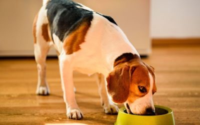 Can Dogs Eat Sardines? A Natural Boost for Your Pet