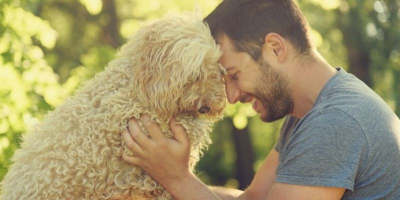 A dog reflecting the owner's emotions – dog and owner interacting, dog showing attention and understanding