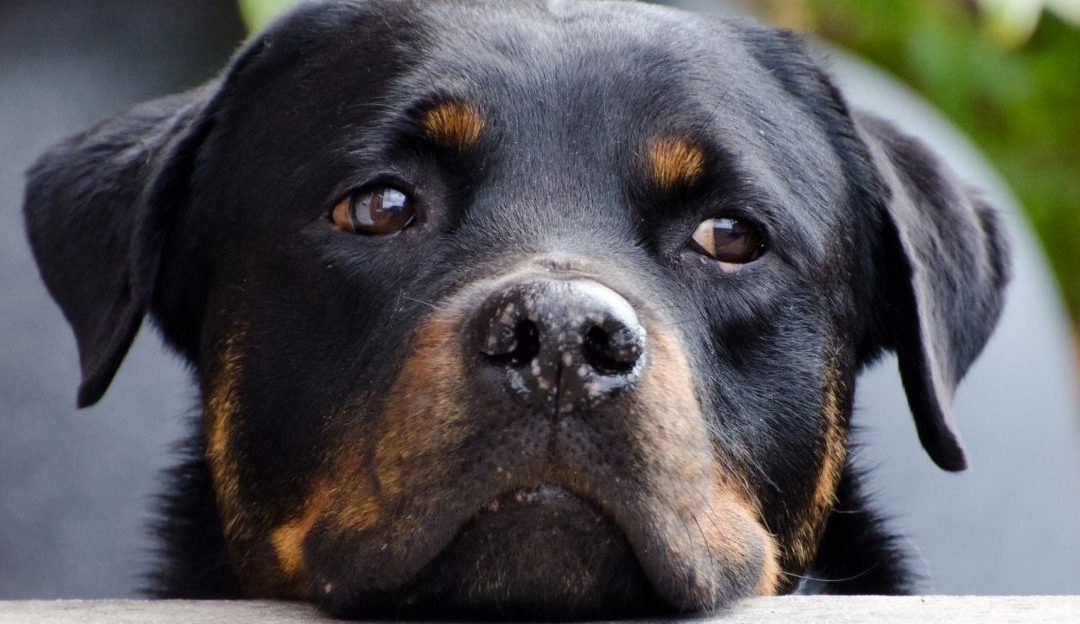 A Dog Is Not an Accessory: How Human Emotions Shape a Dog’s Body and Behavior