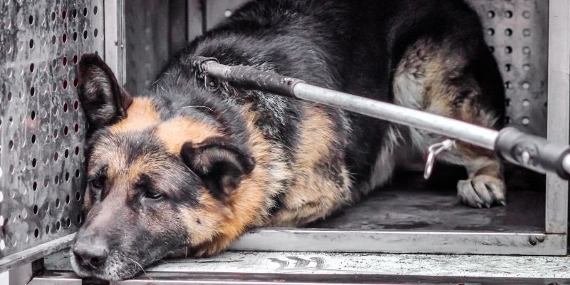 A sad dog being taken from the street to a shelter, symbolizing the loss of freedom in the evolution of canine companionship