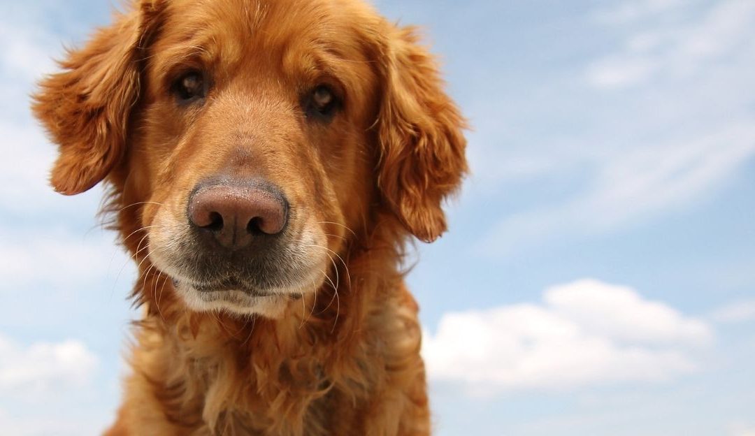 Suffering as a Path: How a Dog Reveals the Real Price of Our Choices